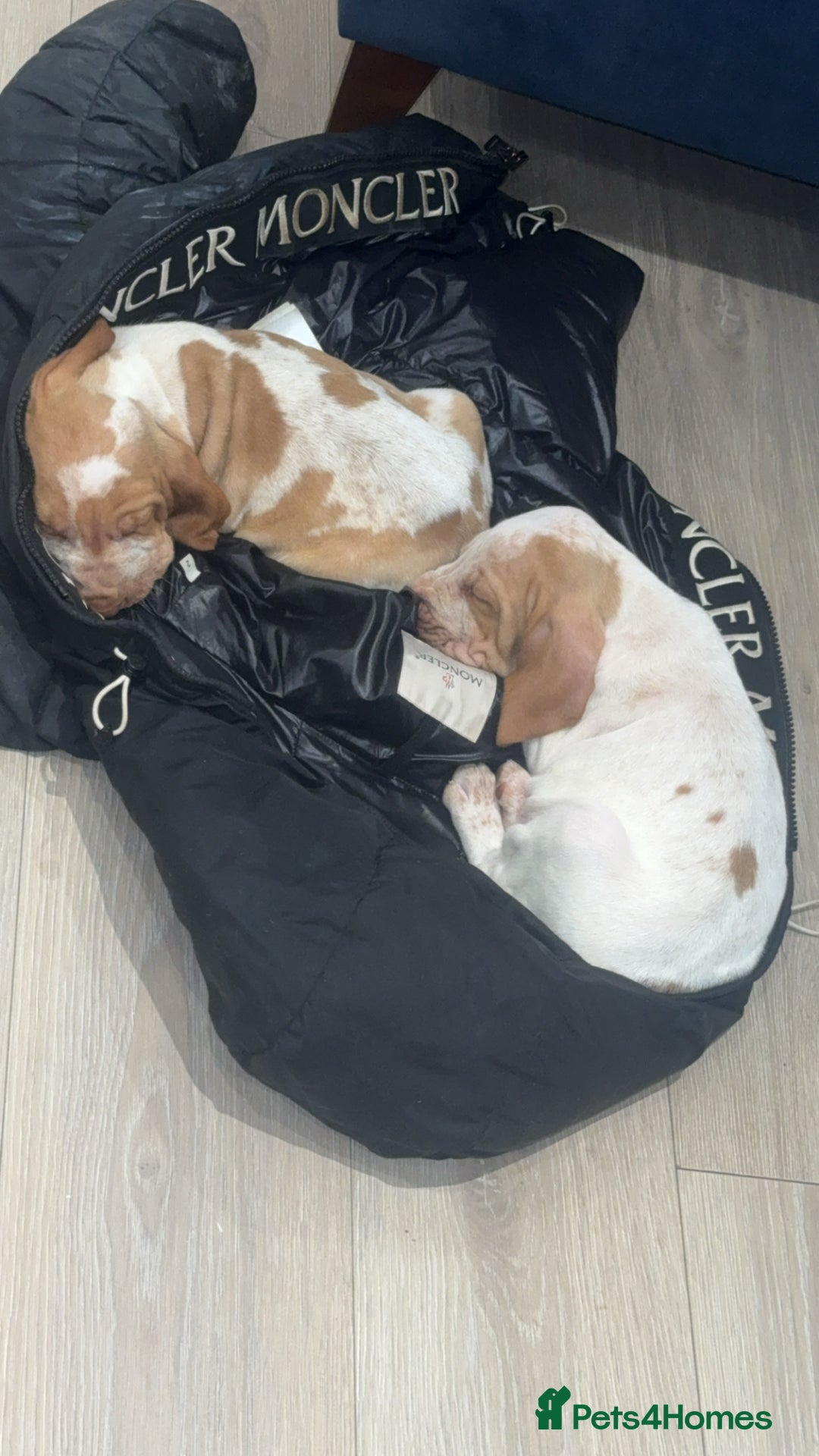 Bracco Italiano dogs for sale: KC TOP QUALITY BRACCO PUP AVAILABLE  - Advert 26