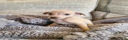 Italian Greyhound dogs for sale: KC reg Italian greyhound puppies  in Sheffield - Advert 5