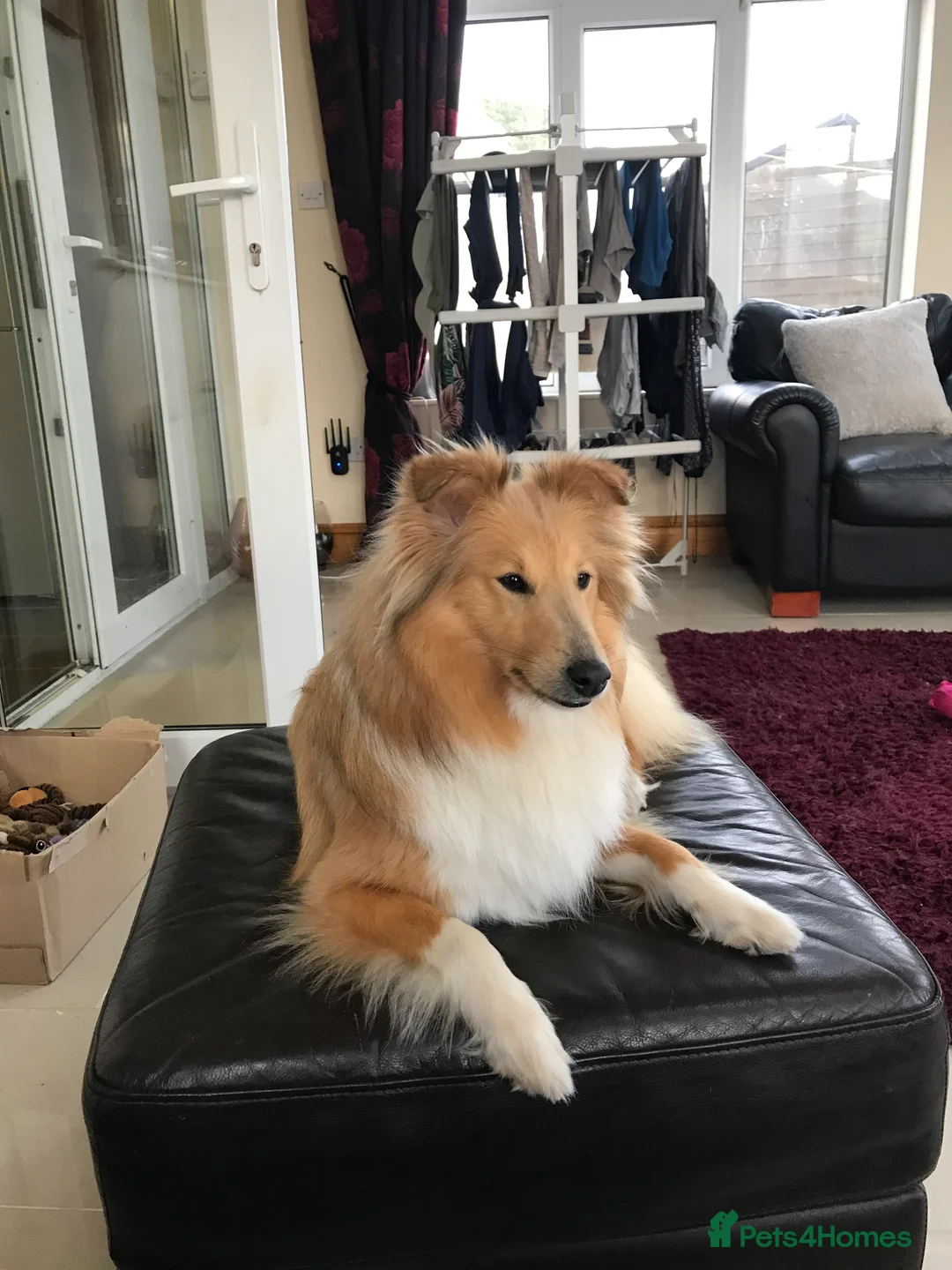 Shetland Sheepdog dogs for sale: KC registered Shetland sheepdog puppies  in Stourbridge - Advert 2