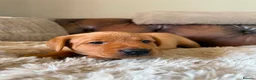 Labrador Retriever dogs for sale: Fox red Labradors puppy  in Yelverton - Advert 14
