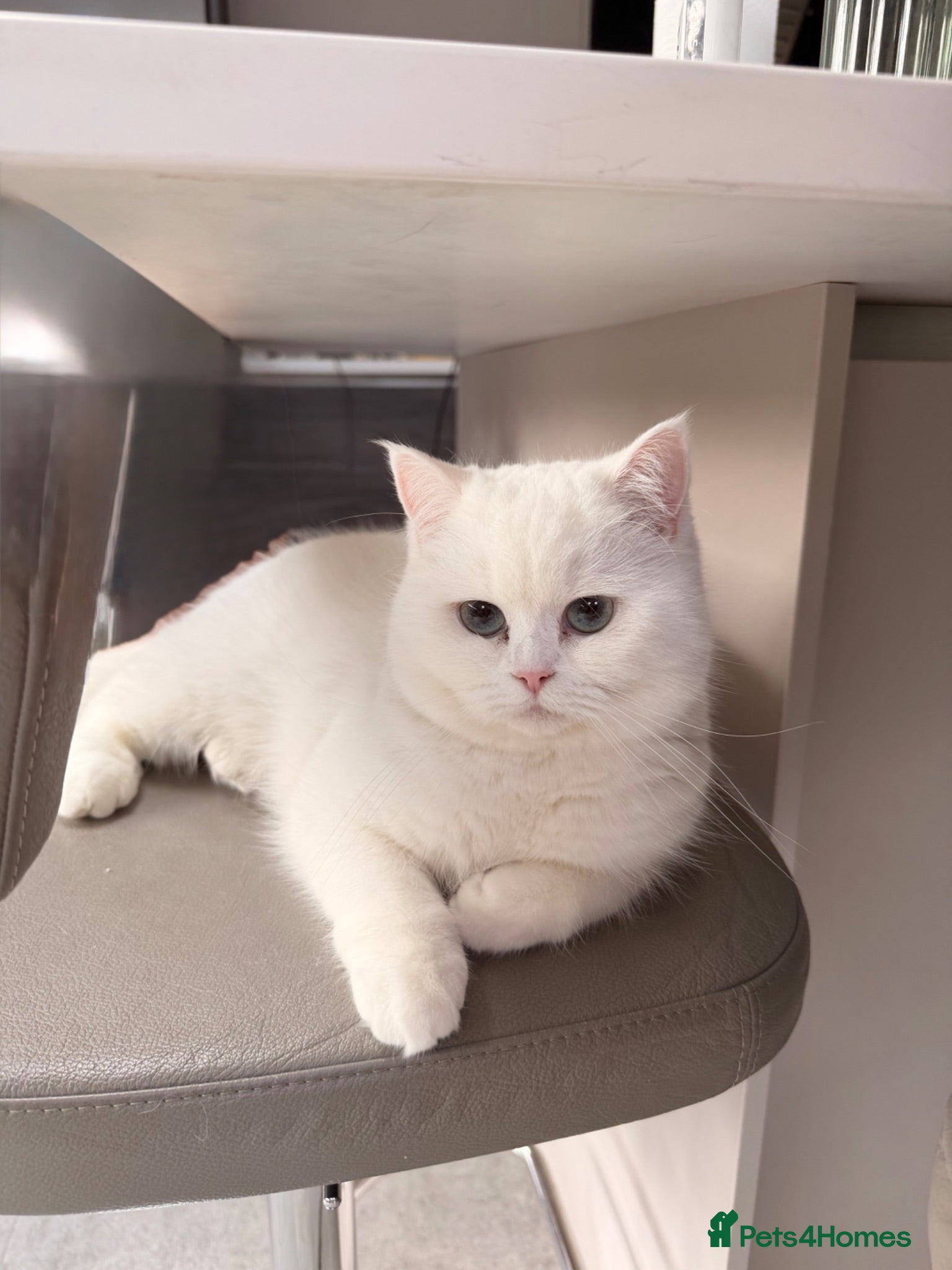 British Shorthair cats Luna is ready for a new home - Advert 1