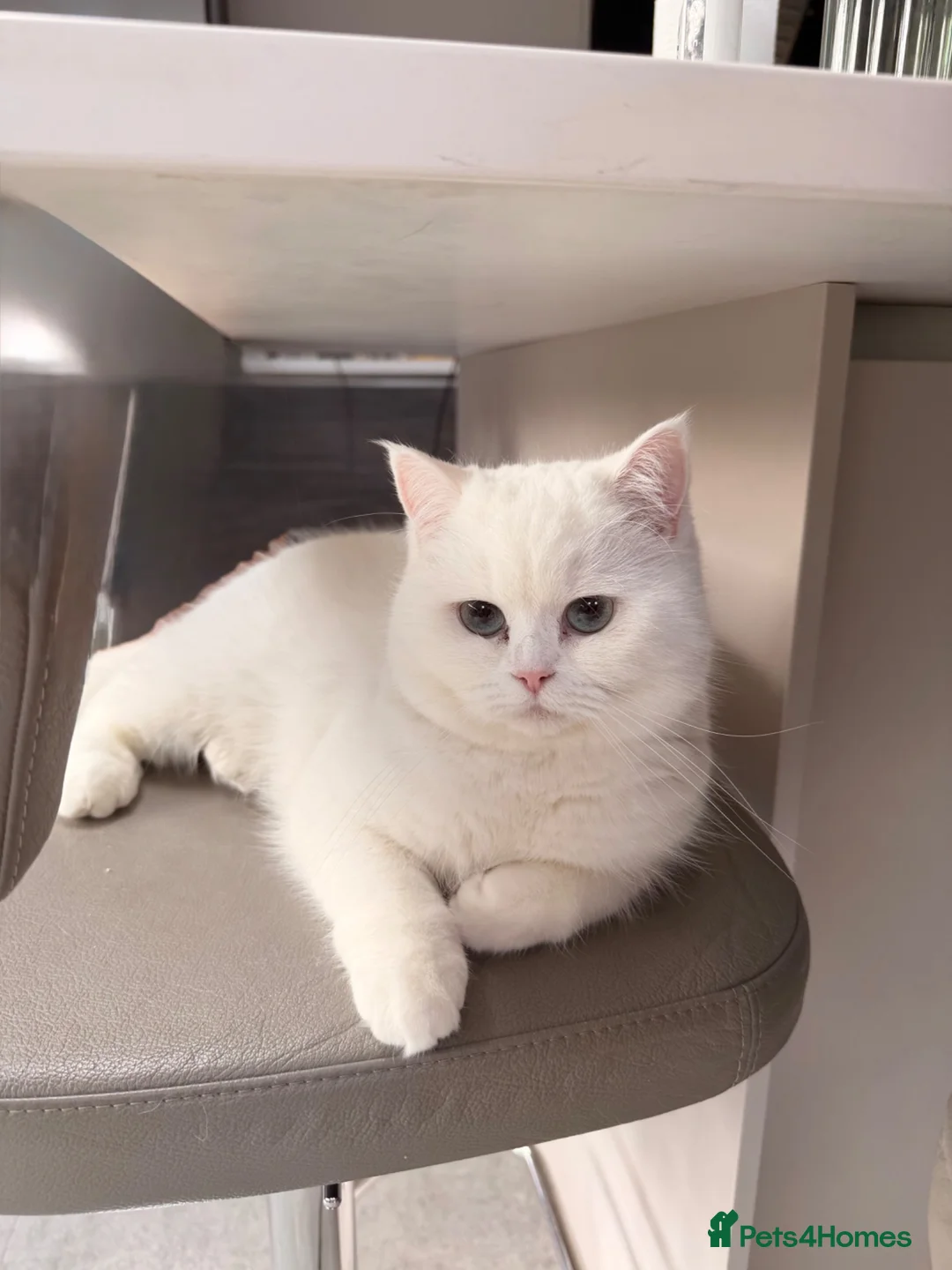 British Shorthair cats for sale: Luna is ready for a new home in Twickenham - Advert 1