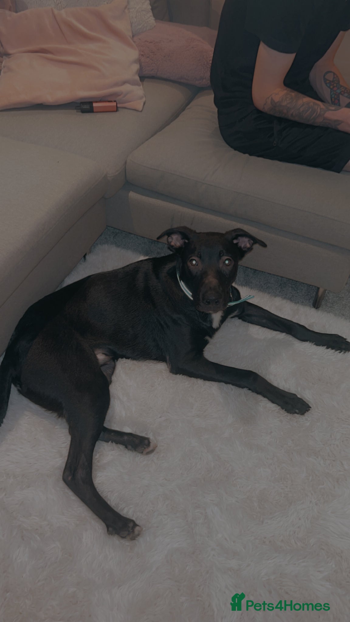 Mixed Breed dogs Rescue dog Loki  - Advert 1