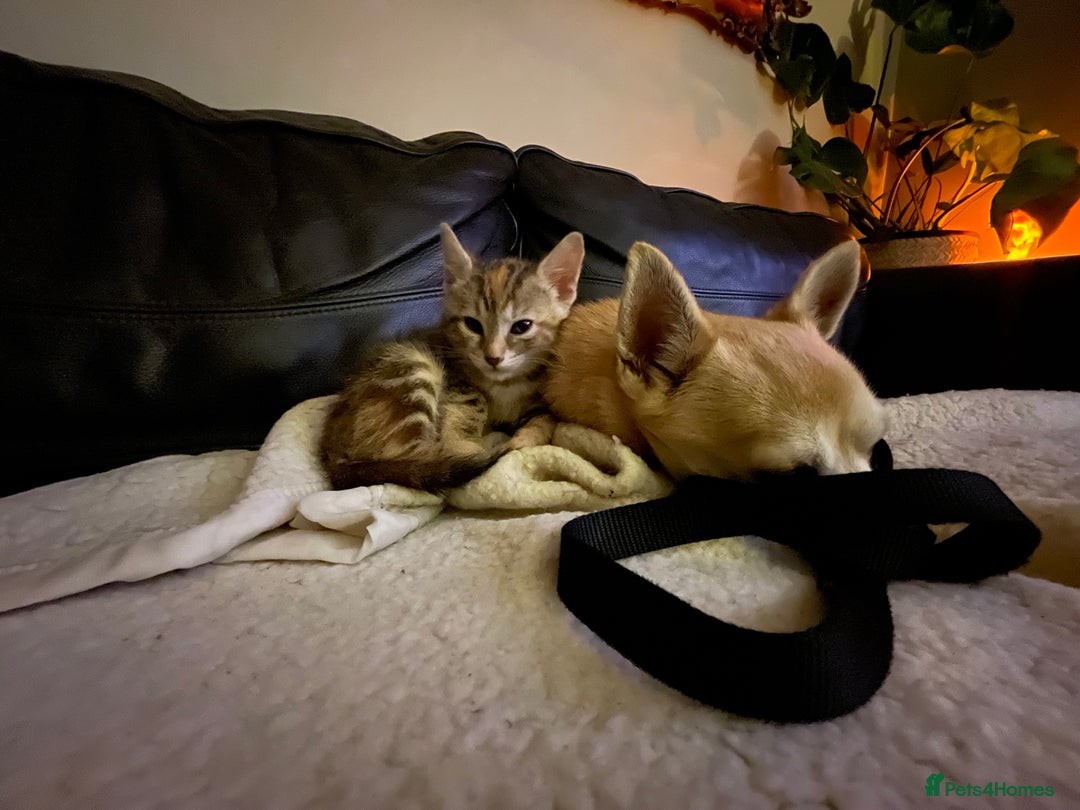 Bengal cats for sale: Cute and fluffy half Bengal kittens  - Image 32