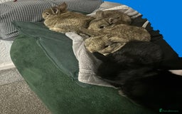 Netherland Dwarf rabbits for sale: netherland dwarf x minilop 5 black / brown rabbits - Image 13