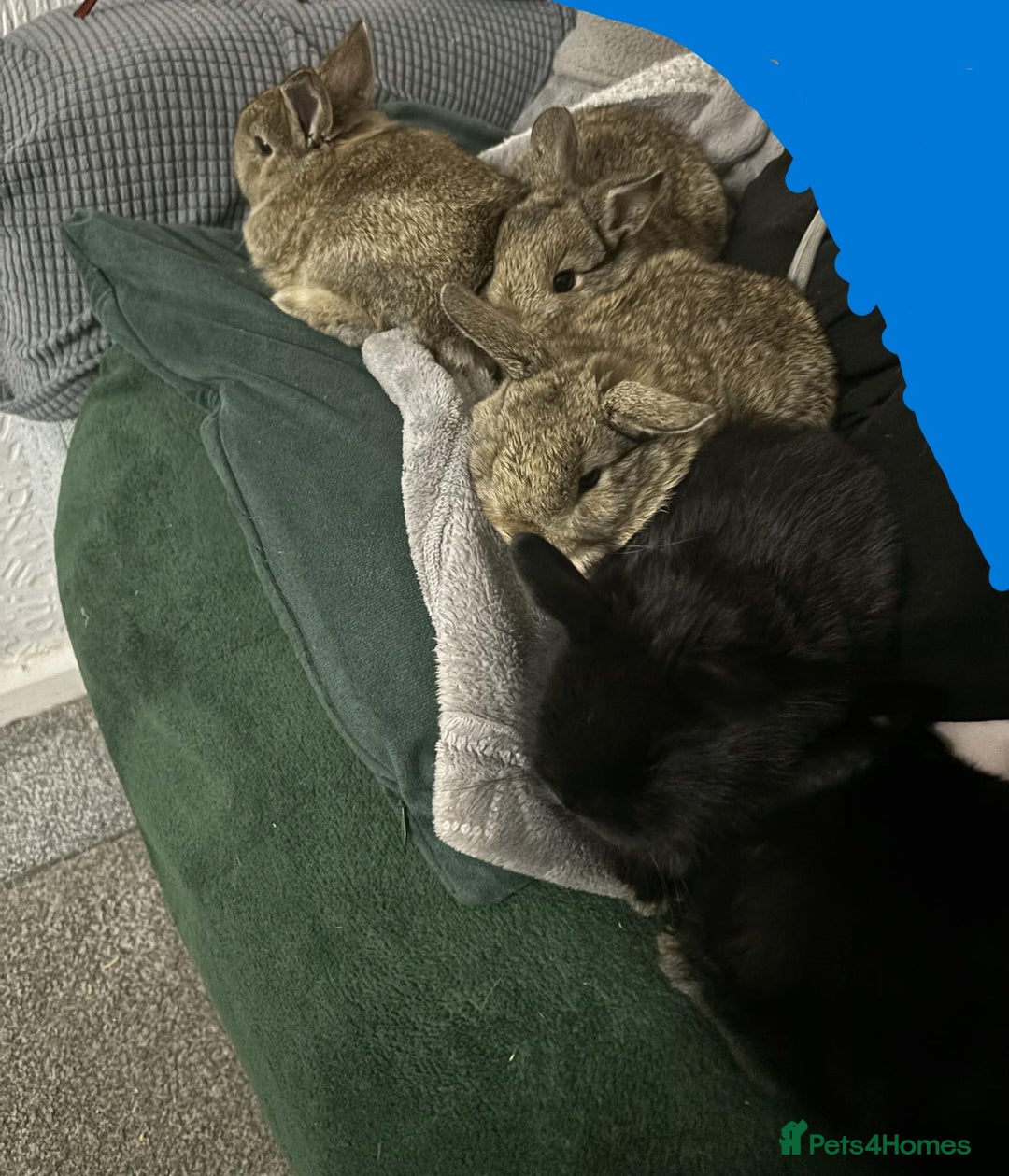 Netherland Dwarf rabbits for sale: netherland dwarf x minilop 5 black / brown rabbits - Image 13