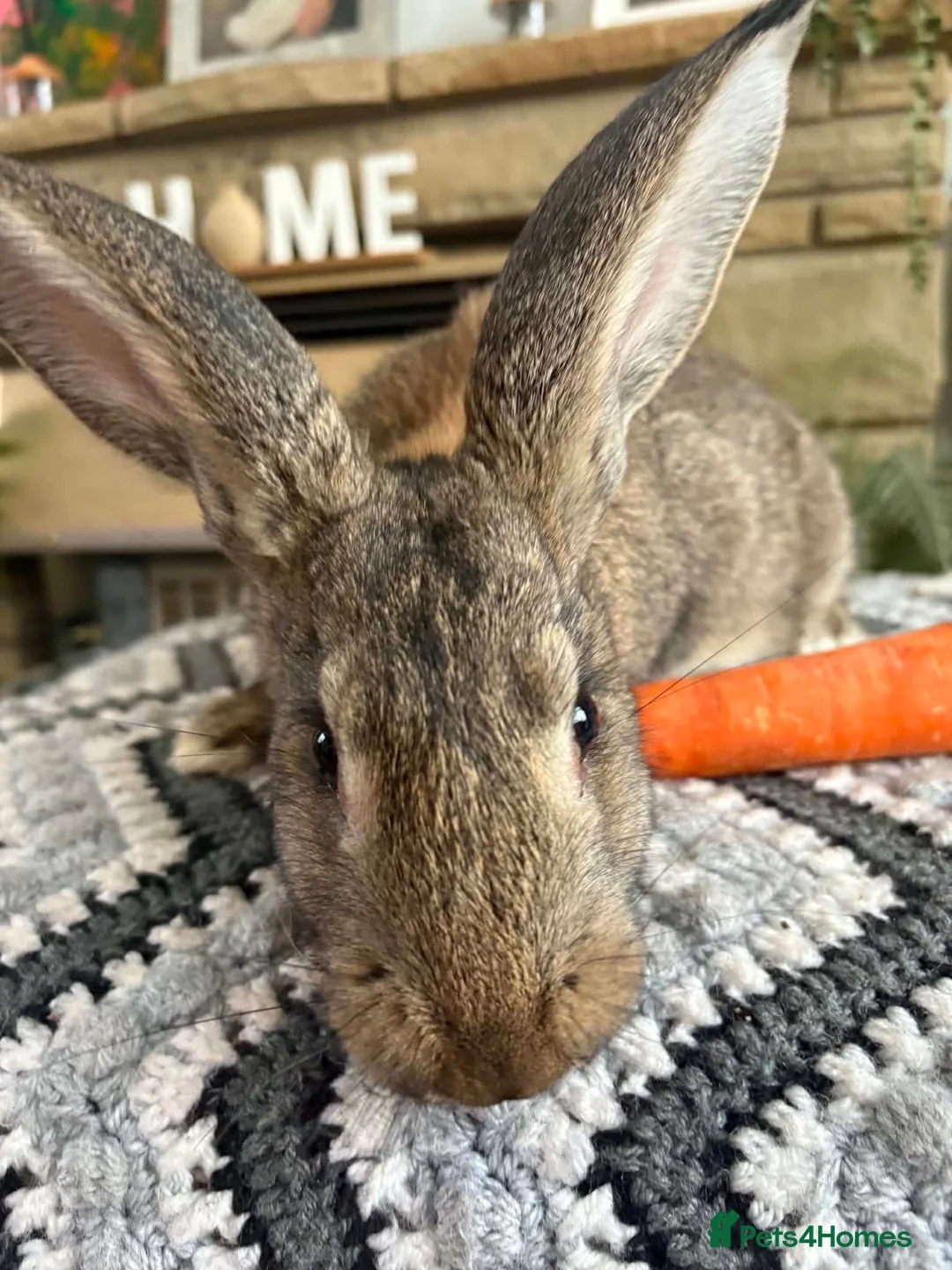 Continental Giant rabbits for sale: Continental giant buck - Advert 15