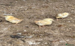 Chickens poultry for sale: 1 mother hen and 5 baby chicks  - Image 3