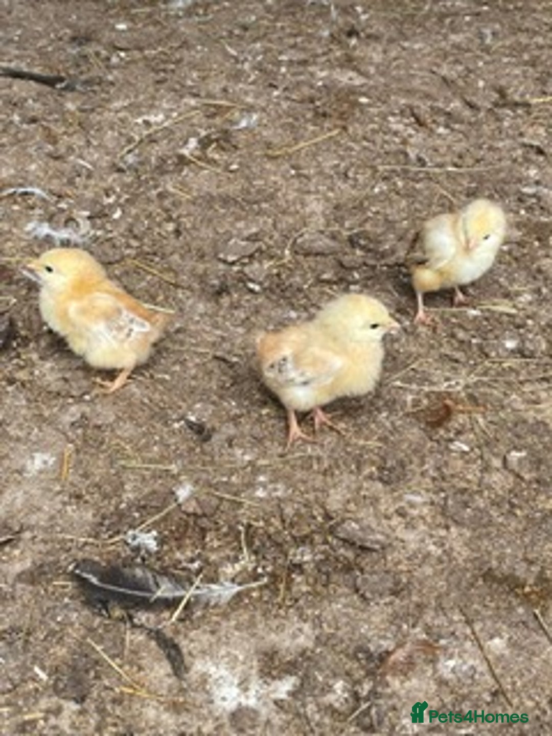 Chickens poultry for sale: 1 mother hen and 5 baby chicks  - Image 3