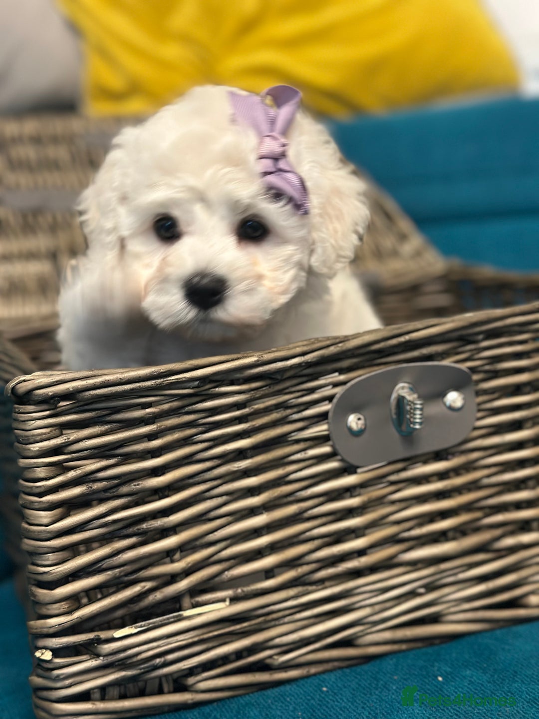 Bichon Frise dogs for sale: ✨ Bichon Frisé Puppies from Champion Bloodlines ✨ - Advert 31