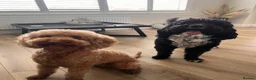 Mixed Breed dogs for sale: DOUBLE DOODLE GOLDEN AUSTRALIAN LABRADOODLE in Glasgow - Advert 4