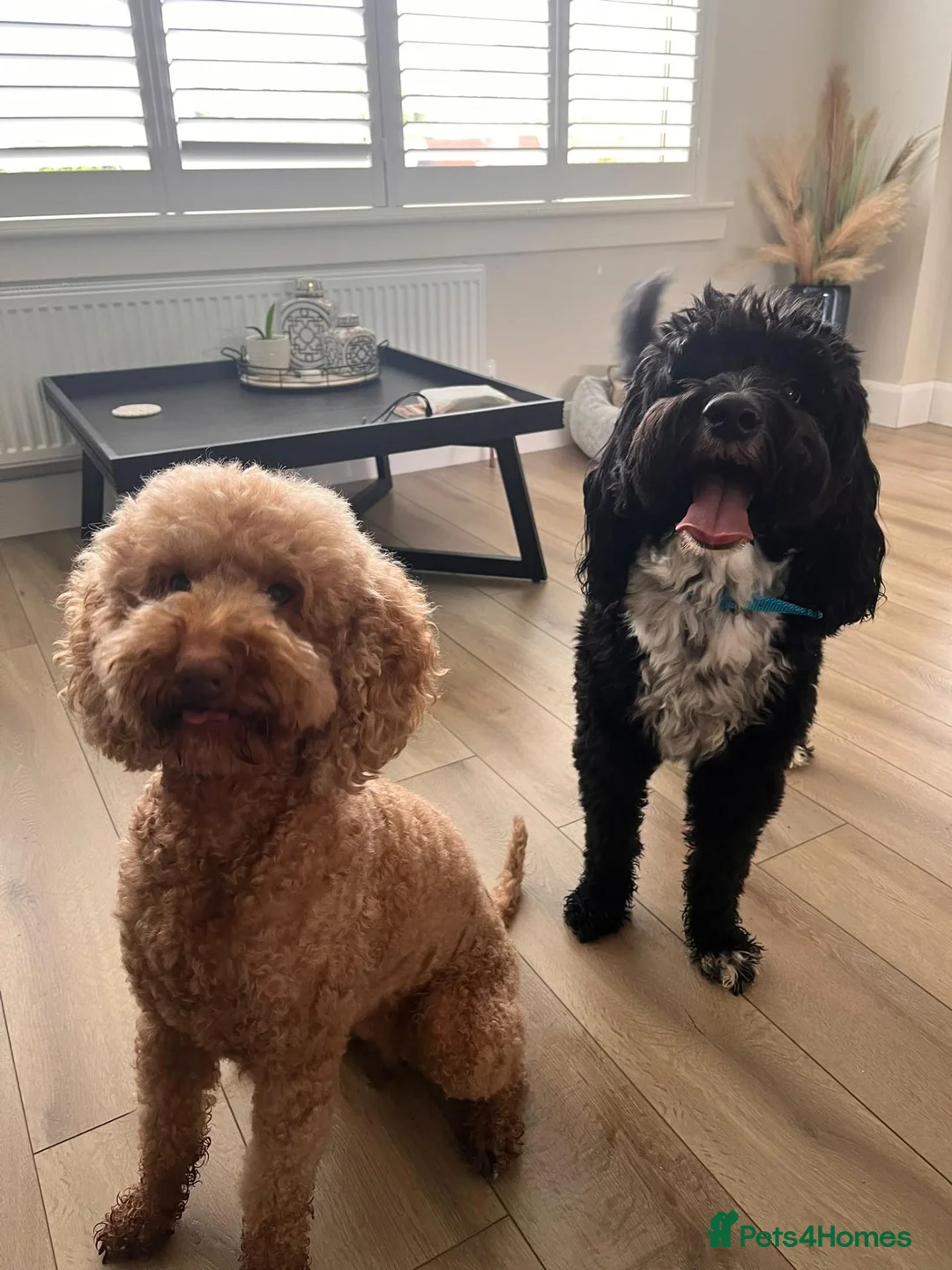 Mixed Breed dogs for sale: DOUBLE DOODLE GOLDEN AUSTRALIAN LABRADOODLE in Glasgow - Advert 4