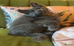 Maine Coon cats for sale: 🔥 TICA Maine coon kittens 🔥  READY NOW 💕💕 - Image 16