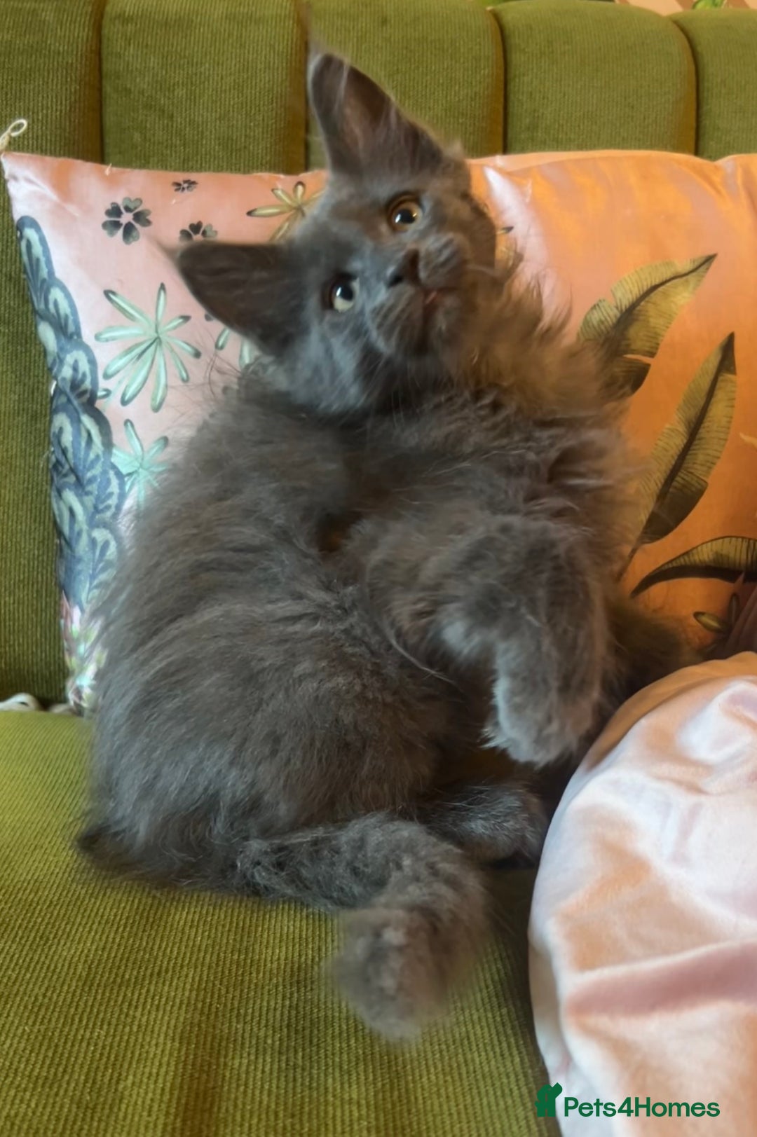 Maine Coon cats for sale: 🔥 TICA Maine coon kittens 🔥  READY NOW 💕💕 - Image 16