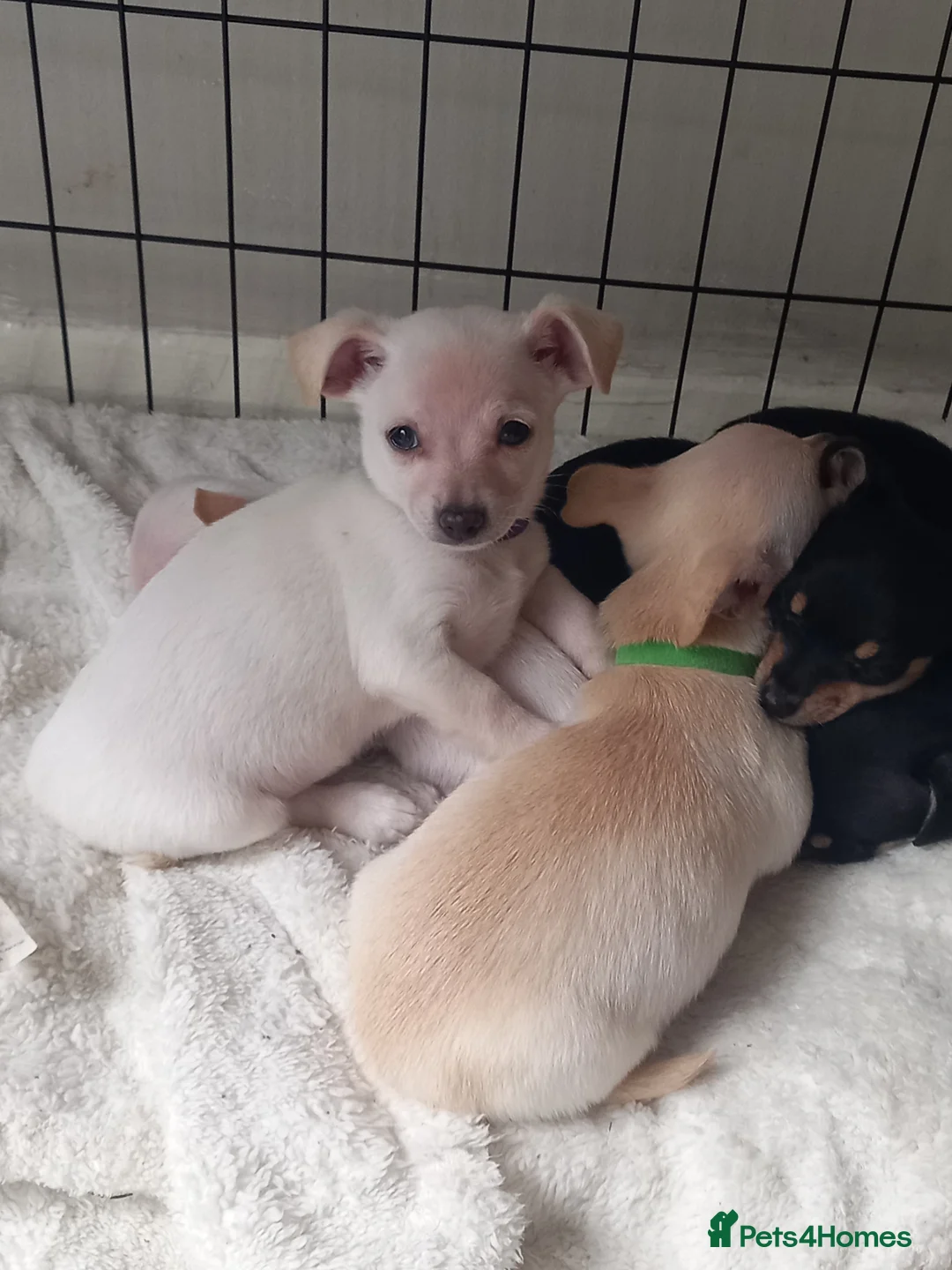 Jack Russell dogs for sale: Buddy & Teddy.Last 2 Adorable puppys - Advert 2