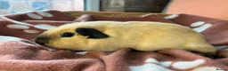Guinea Pig rodents for sale: Boys boys boys guinea pigs  - Advert 5