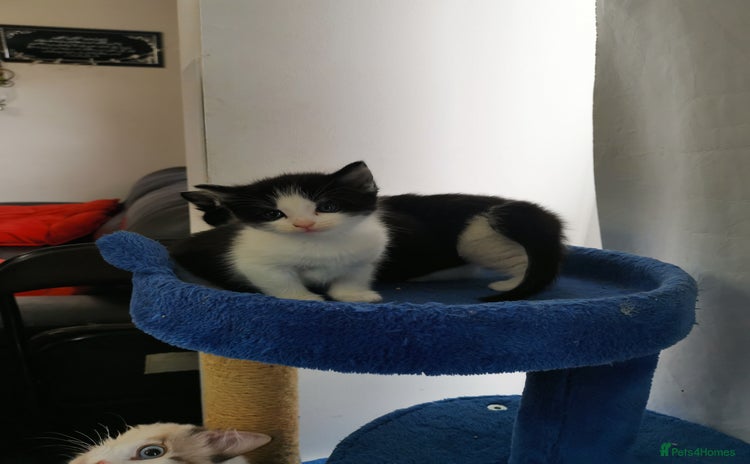 Mixed Breed cats - Advert 6