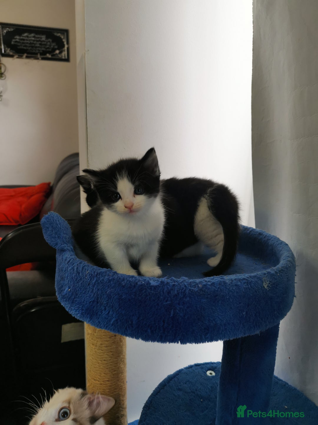 Mixed Breed cats for sale: Cute Mixed breed ragdoll kittens  - Image 1