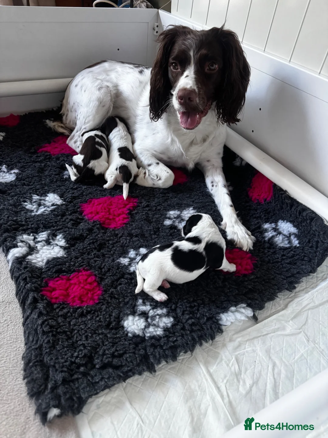 English Springer Spaniel dogs for sale: KC registered Springer Spaniel Puppies in Beauly - Advert 1