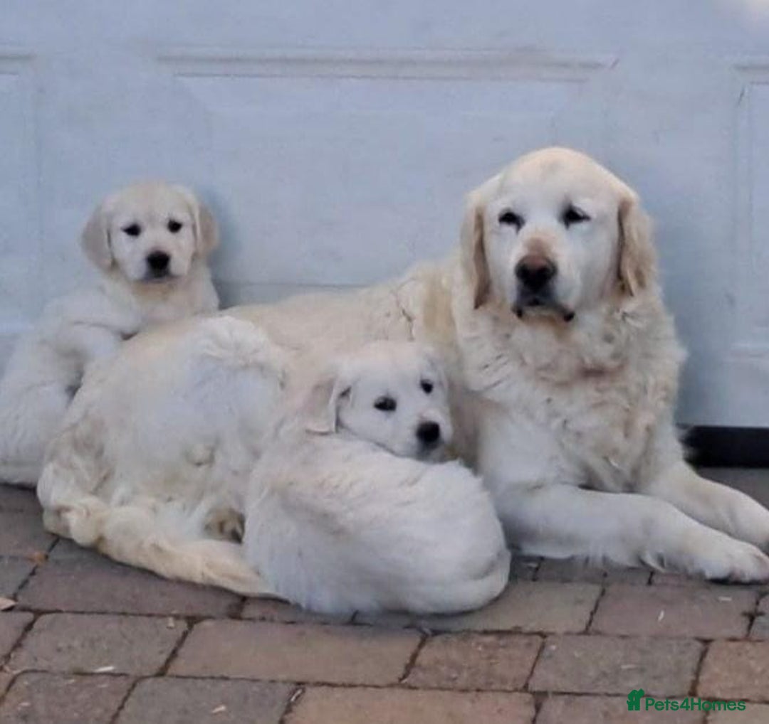 Golden Retriever dogs for sale: Chunky Golden Retriever puppies - Advert 6
