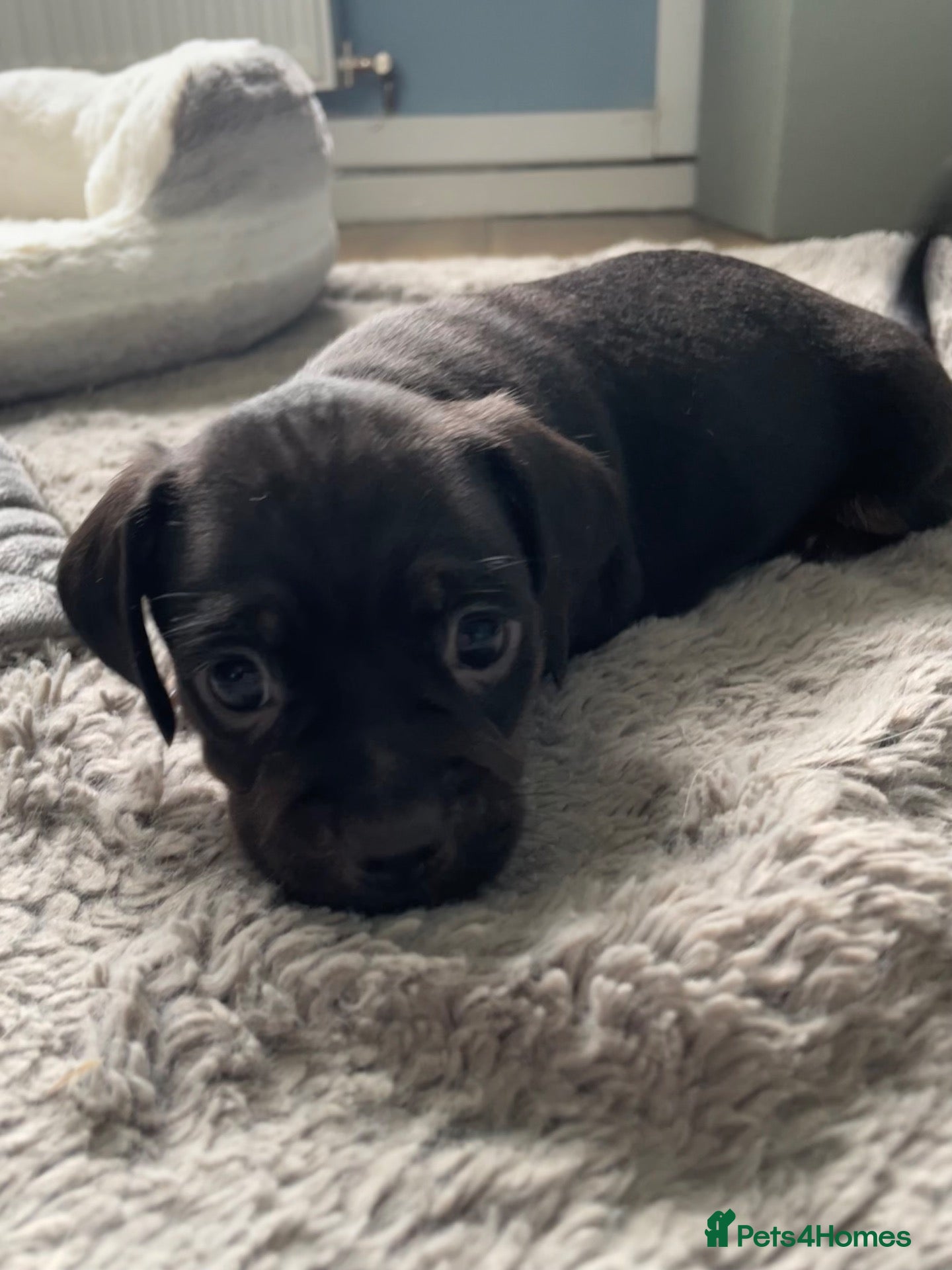 Mixed Breed dogs Dachshund x pug - Advert 13