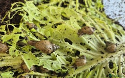 Snails invertebrates for sale: Giant Land Snail Babies - Image 7