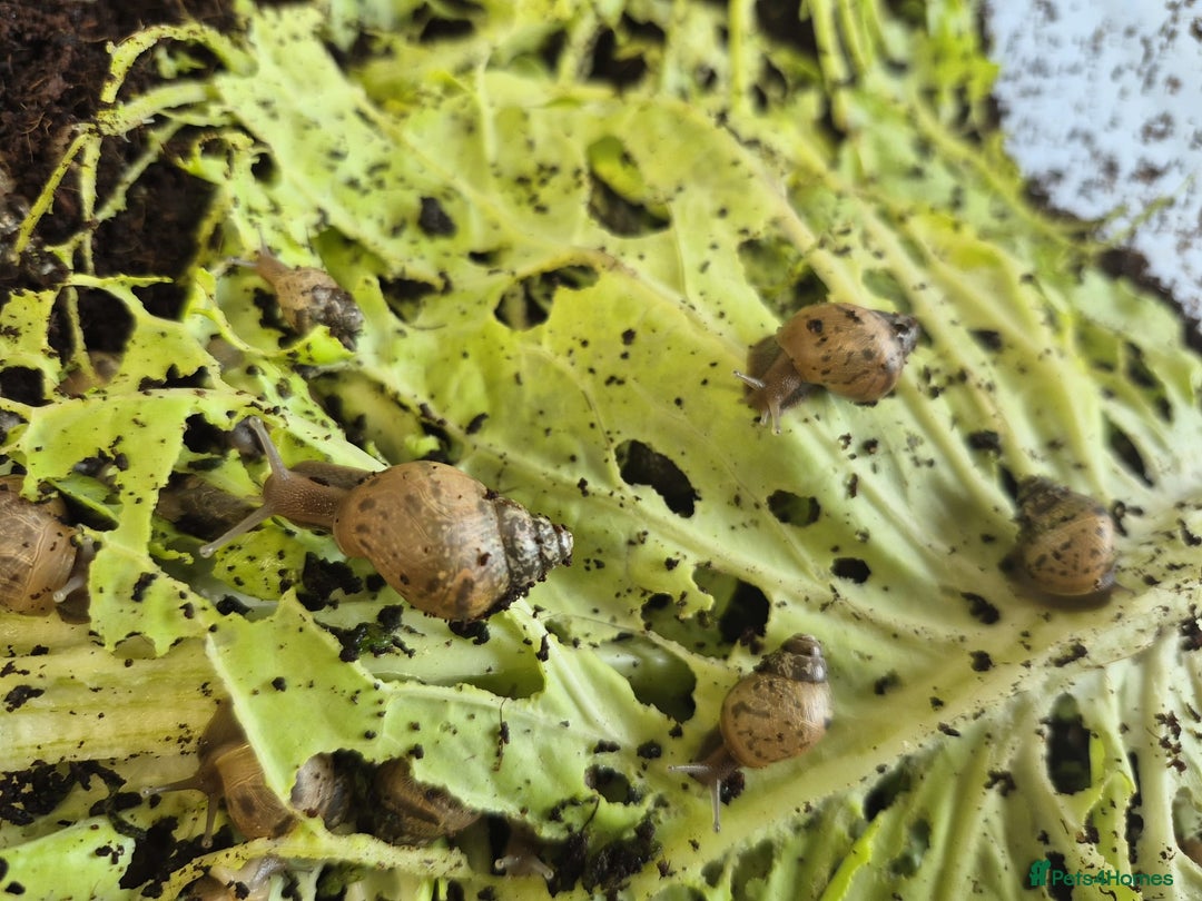 Snails invertebrates for sale: Giant Land Snail Babies - Image 7
