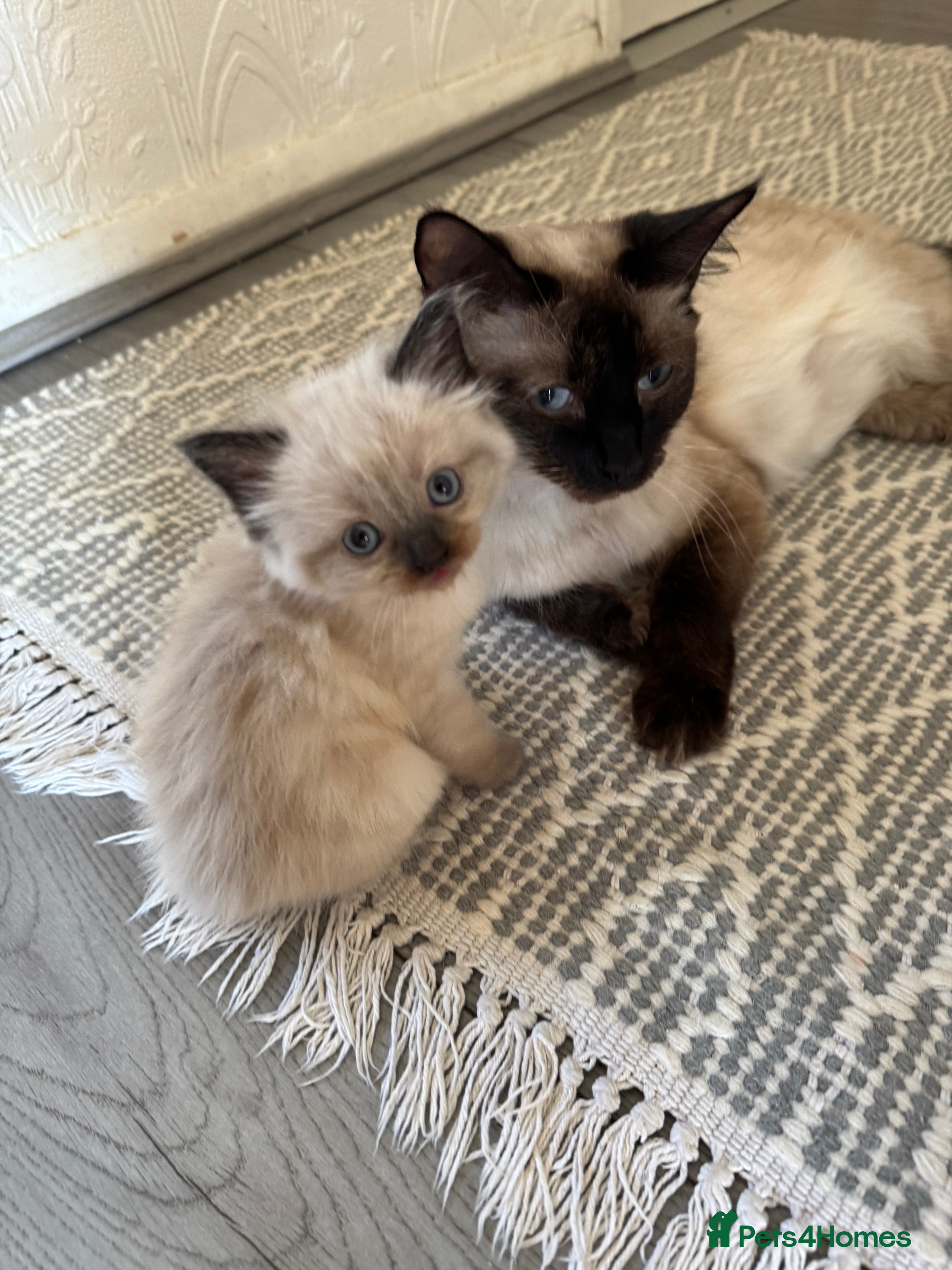 Ragdoll cats Eight-week-old Ragdoll kitten  - Advert 2