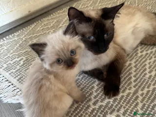 Ragdoll cats Eight-week-old Ragdoll kitten - Advert 2