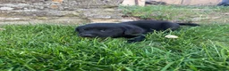 Labrador Retriever dogs for sale: Purebred Black Labrador - Advert 8