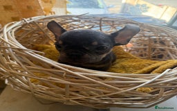 French Bulldog dogs for sale: Beautiful litter of French bulldog puppies  - Image 10