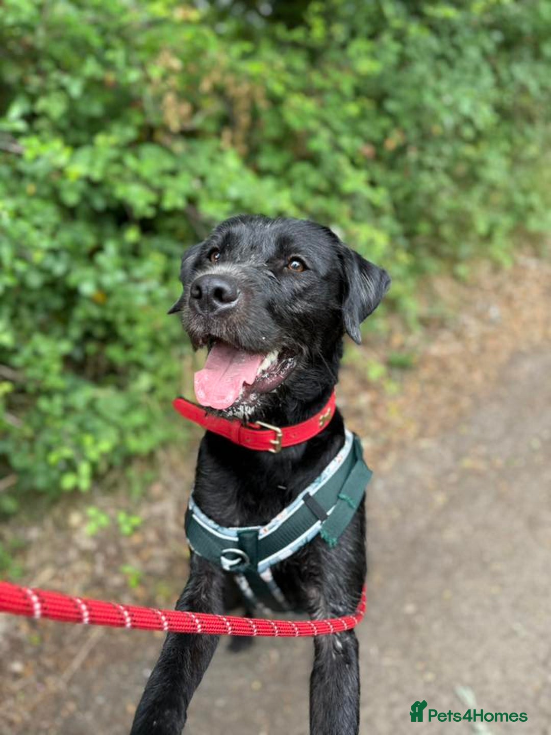 Mixed Breed dogs for adoption: 💙SCOUT- 16 month Lab cross fading in kennels💙 - Advert 12