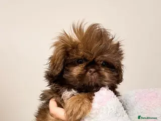 Shih Tzu dogs Chocolate imperial shihtzu puppies READY NOW - Advert 16