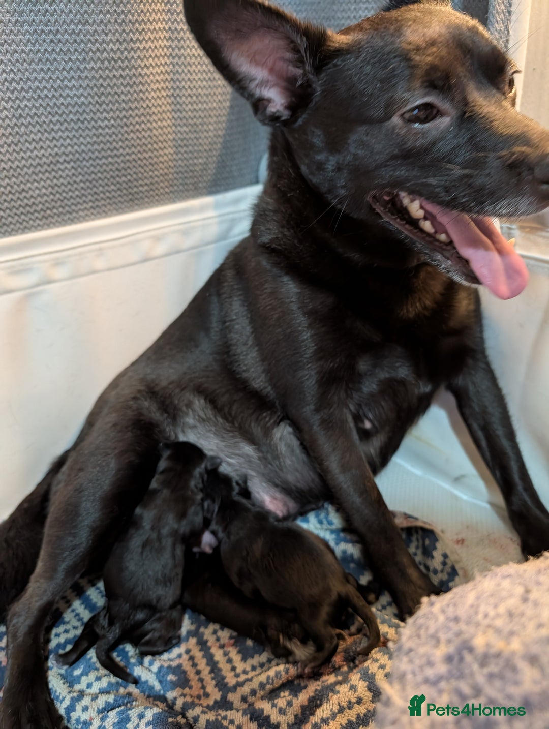 Pomapoo dogs for sale: Pomanauzepoo - Advert 1