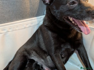 Pomapoo dogs Pomanauzepoo - Advert 3