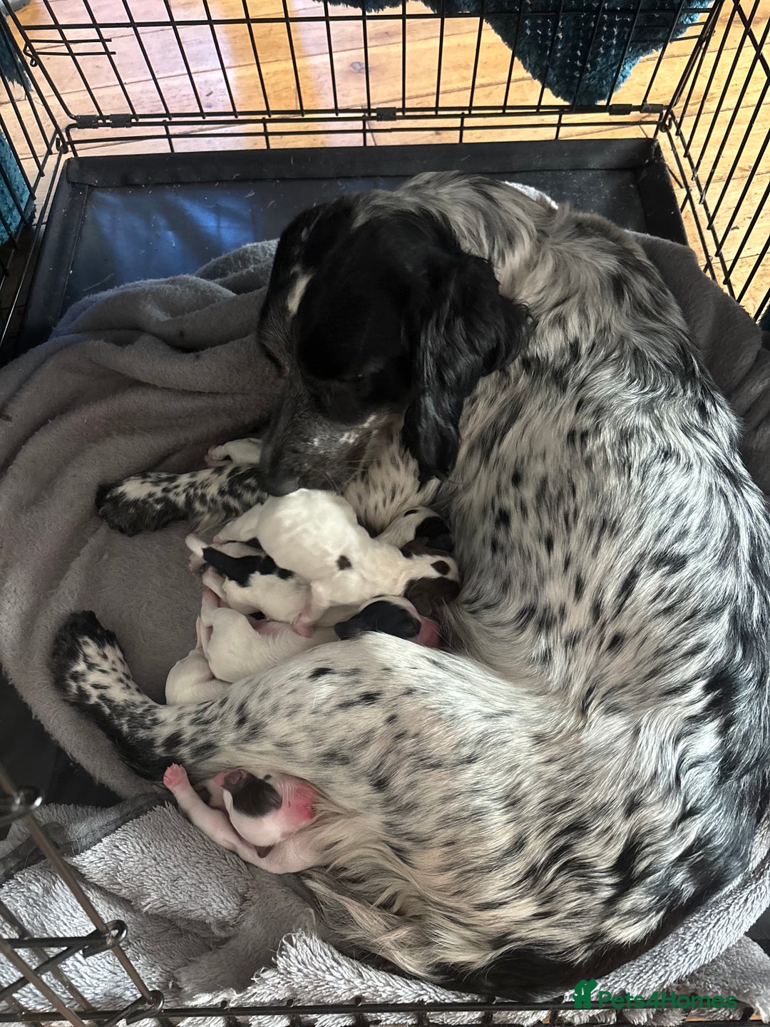 Sprocker dogs for sale: Sprocker spaniel pure bred puppies - Image 1