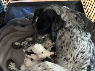 Sprocker dogs - Advert 1