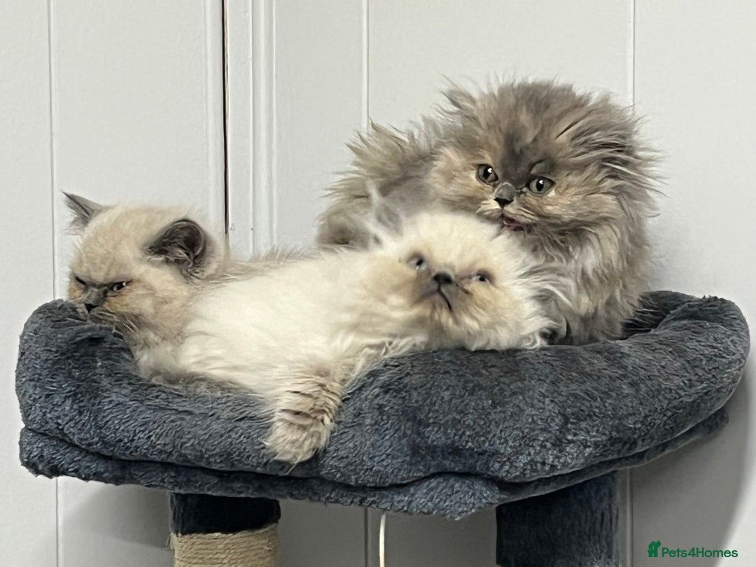 Exotic cats for sale: Stunning Exotic Kittens  - Advert 8