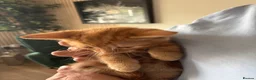 Mixed Breed cats for sale: Adorable kittens - Advert 11
