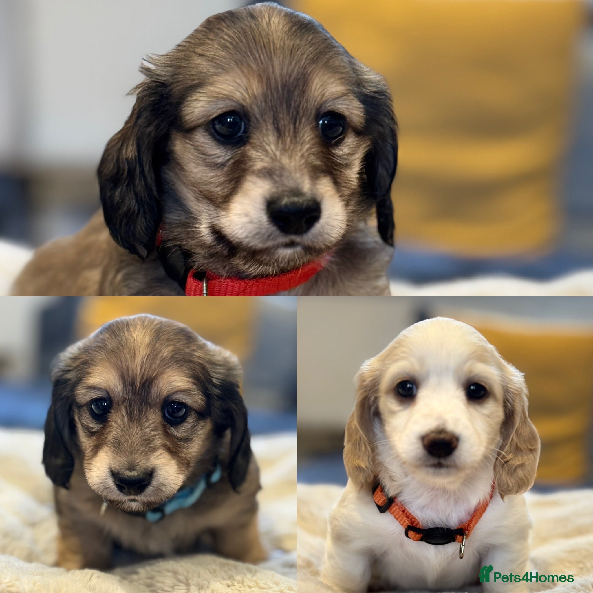 Miniature Dachshund dogs KC Registered Cream Long Haired Mini Dachshunds - Advert 3