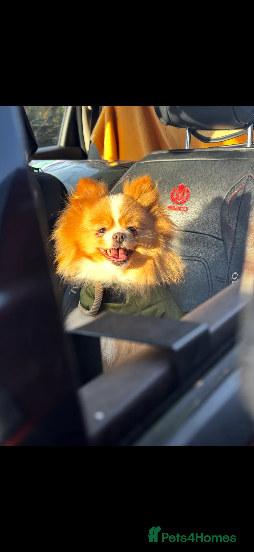 Pomeranian dogs for sale: KC Registered Pomeranian Girl - Advert 5
