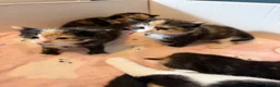 Mixed Breed cats for sale: 10 Beautiful chunky kittens for sale 🐾🎃👻 - Advert 16