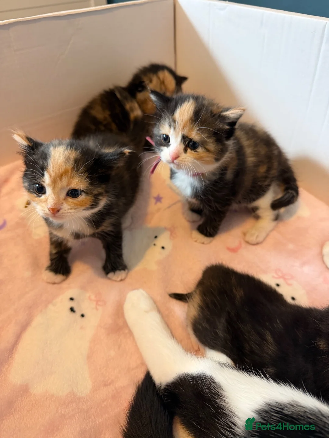 Mixed Breed cats for sale: 10 Beautiful chunky kittens for sale 🐾🎃👻 - Advert 16