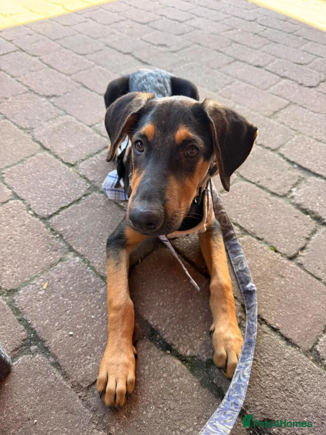 Mixed Breed dogs for adoption: KOOPER ADORABLE 4.5 MONTH OLD PUPPY in Stone - Advert 1
