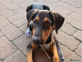 Mixed Breed dogs KOOPER ADORABLE 4.5 MONTH OLD PUPPY - Advert 1