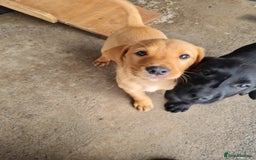 Labrador Retriever dogs for sale: Labrador puppies - Image 7
