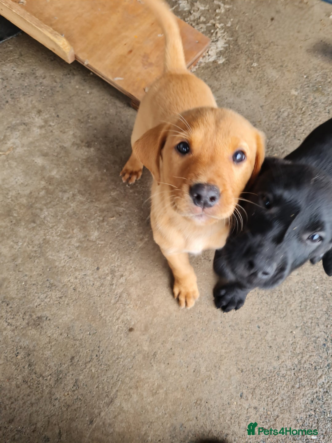 Labrador Retriever dogs for sale: Labrador puppies - Image 7
