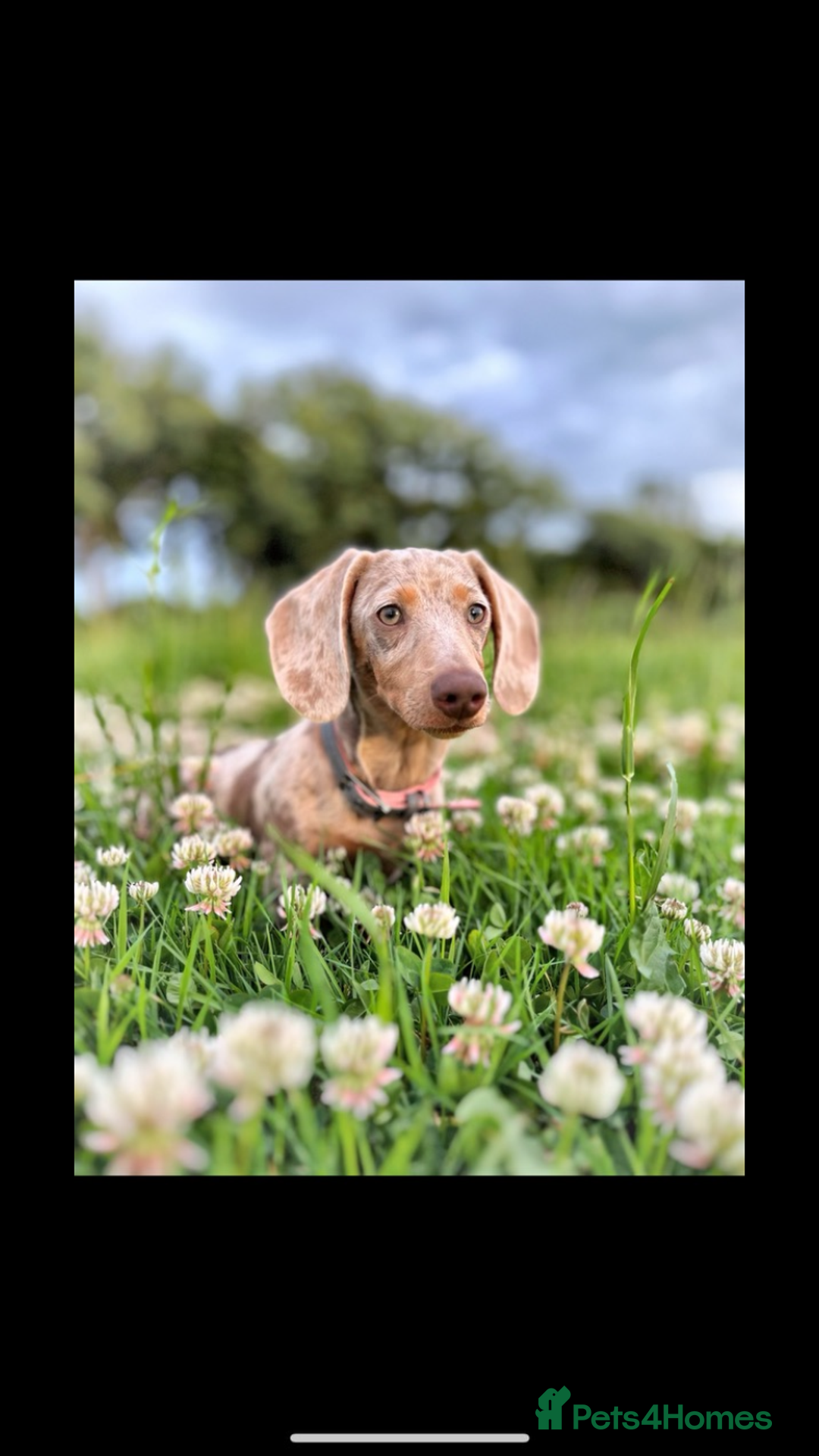 Miniature Dachshund dogs for sale: Isabella silver dapple miniature Daschound puppy’s - Advert 8