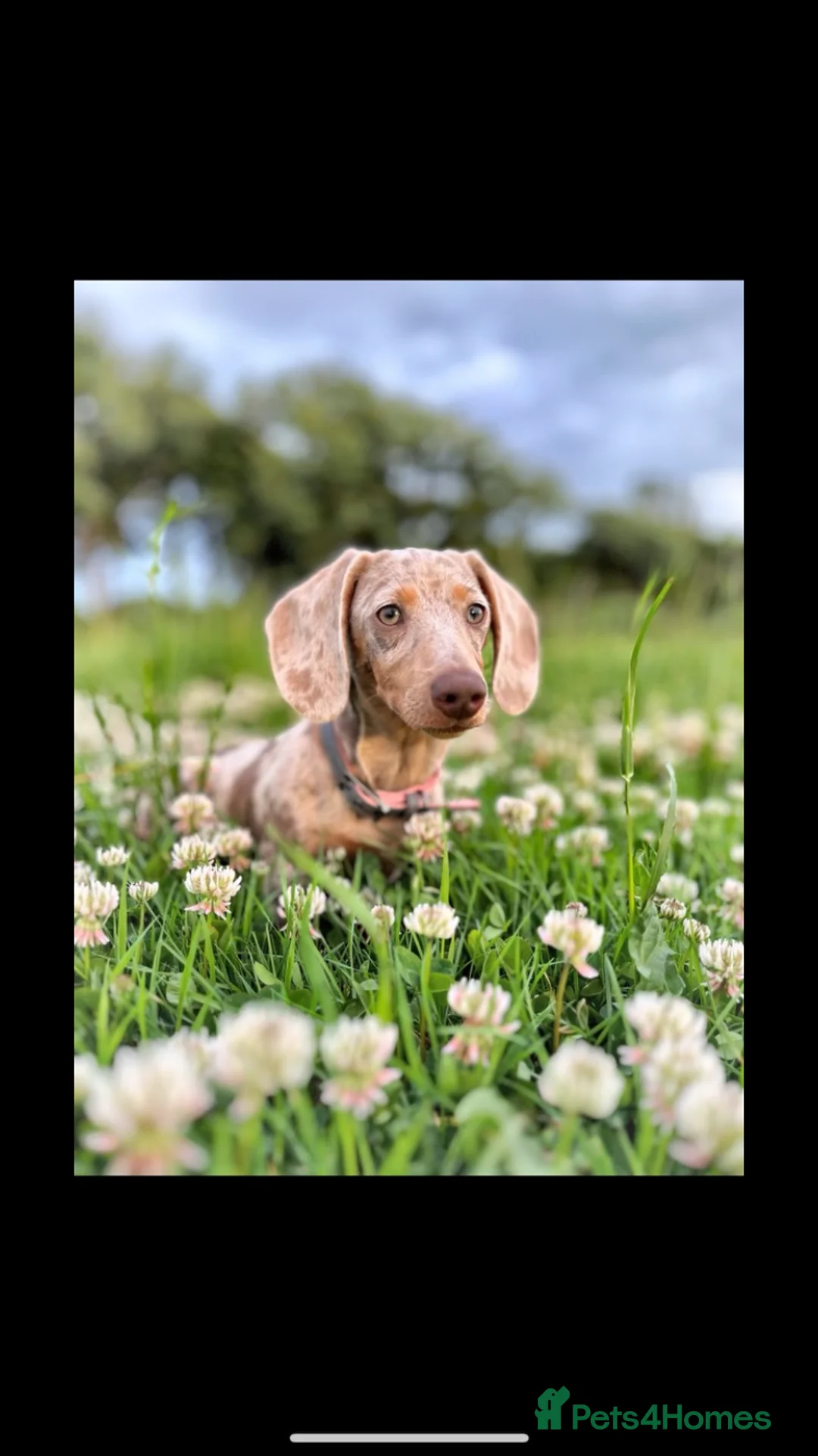 Miniature Dachshund dogs for sale: Isabella silver dapple miniature Daschound puppy’s - Advert 8
