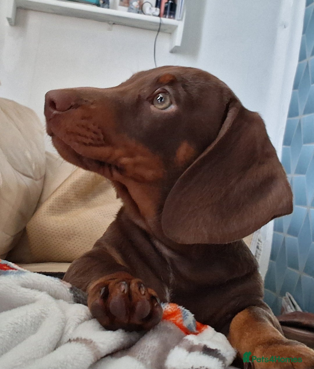 Dachshund dogs for sale: Mini dachshund for sale  - Advert 7